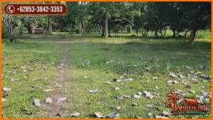 19.550 m2 Land for Sale only 8 mnt from Negara City of Jembrana lokasi di Negara, tersedia melalui melalui situs Olx