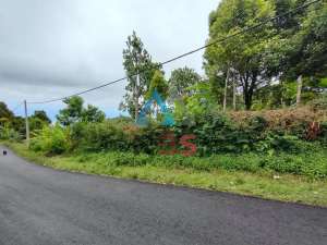 Di jual tanah kebun cengkeh dengan view laut Buleleng bali lokasi di Buleleng, tersedia melalui melalui situs Olx