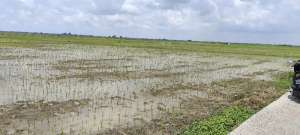 Di Jual Tanah Sawah Cikarang lokasi di Sukatani, tersedia melalui melalui situs Olx