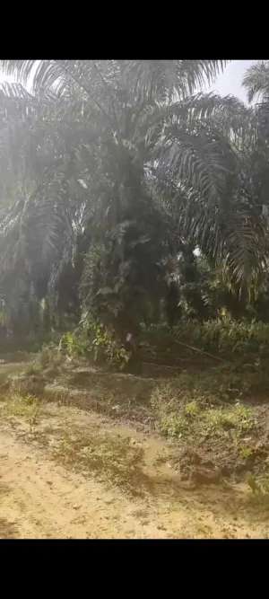 Dijual cepat kebun sawit produktif lokasi di Tewang Sanggalang Garing (Sangalang), tersedia melalui melalui situs Olx