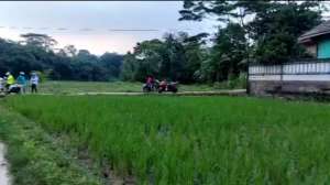 Dijual CEPAT Tanah Sawah samping perum Citra Elok Jonggol Bogor lokasi di Jonggol, tersedia melalui melalui situs Olx