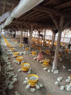 Dijual Kandang ayam Nagrak Sukabumi lokasi di Nagrak, tersedia melalui melalui situs Olx