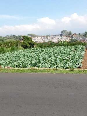 Dijual Murah tanah siap bangun di Dau Gading Kulon lokasi di Dau, tersedia melalui melalui situs Olx
