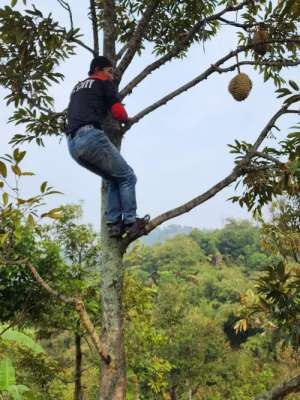 Dijual tanah kebun duren 120 Ha leuwiliang bogor jawa barat lokasi di Leuwiliang, tersedia melalui melalui situs Olx