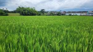 Dijual Tanah Sawah lokasi di Kaliwates, tersedia melalui melalui situs Olx