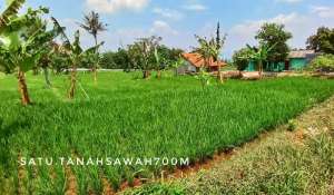 Dijual tanah sawah investasi subur view keren lokasi di Gunungguruh, tersedia melalui melalui situs Olx