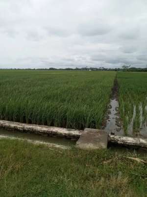 DIJUAL TANAH SAWAH PRODUKTIF DI BRANGSONG KENDAL lokasi di Brangsong, tersedia melalui melalui situs Olx
