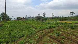 JUAL CEPAT TANAH CIWIDEY BANDUNG SELATAN lokasi di Ciwidey, tersedia melalui melalui situs Olx