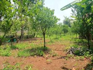 Jual Lahan Kebun area Ciwidey Kab. Bandung lokasi di Ciwidey, tersedia melalui melalui situs Olx