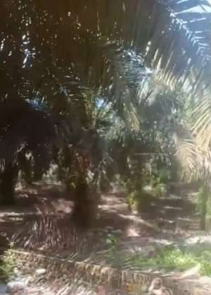 kebun Sawit di Sungai Buluh lokasi di Muara Bulian, tersedia melalui melalui situs Olx