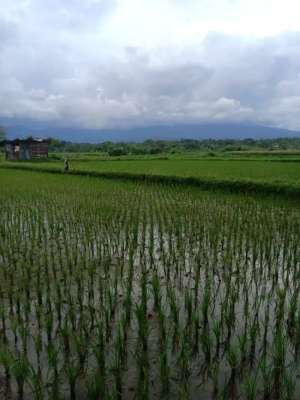 TANAH 78 are MURAH JL.NANGKA , CAKRANEGARA , NTB lokasi di Cakranegara, tersedia melalui melalui situs Olx