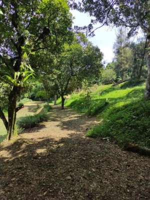 Tanah Bagus di Gunung Geulis Pasir Angin View Gunung lokasi di Megamendung, tersedia melalui melalui situs Olx