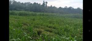 TANAH COCOK UNTUK KANDANG AYAM DAN PETERNAKAN LOKASI WAJAK MALANG lokasi di Wajak, tersedia melalui melalui situs Olx