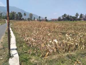 Tanah Dijual di Garut, Cibatu 3 lokasi di Cibatu, tersedia melalui melalui situs Olx