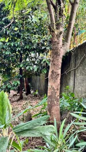 Tanah Kavling Siap Bangun lokasi di Bogor Tengah - Kota, tersedia melalui melalui situs Olx