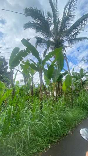 Tanah Kerta Payangan Gianyar Bali lokasi di Payangan, tersedia melalui melalui situs Olx