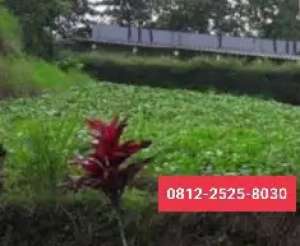 Tanah murah luas 216m perum nyaman di Cipanas Cianjur JT lokasi di Cipanas, tersedia melalui melalui situs Olx