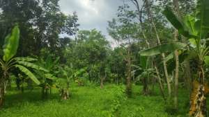 TANAH SHM PINGGIR JALAN RAYA TRANSYOGI CARIU JONGGOL CIANJUR TERMURAH lokasi di Jonggol, tersedia melalui melalui situs Olx