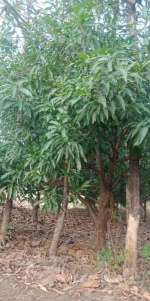 Tanah Strategis Dekat Bandara Kertajati Majalengka lokasi di Kertajati, tersedia melalui melalui situs Olx