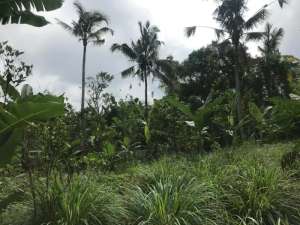 Tanah Tepi Sungai Luas 243 Ha Di Kerta Payangan Gianyar Bali lokasi di Payangan, tersedia melalui melalui situs Olx