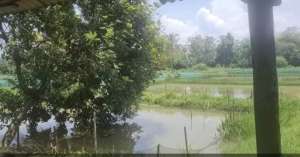 Empang produktif dijual lokasi di Ciseeng, tersedia melalui melalui situs Olx