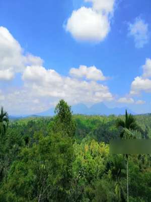 Jl. Raya Payangan, Buahan, Payangan, Kabupaten Gianyar, Bali, Indonesi lokasi di Payangan, tersedia melalui melalui situs Olx