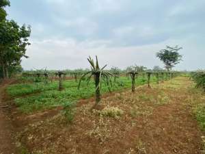 jual tanah kebun.tanah datar. 50 meter dari jalan utama. lokasi di Kemang, tersedia melalui melalui situs Olx