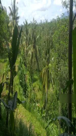 Payangan, Kabupaten Gianyar, Bali, Indonesia lokasi di Ubud, tersedia melalui melalui situs Olx