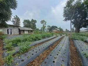 Tanah Murah SHM 700m di Maribaya Lembang Cibodas Bandung lokasi di Lembang, tersedia melalui melalui situs Olx