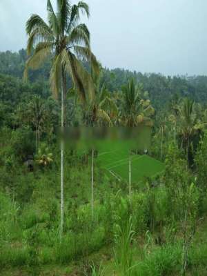 TANAH PREMIUM LOS SUNGAI AYUNG UBUD PAYANGAN lokasi di Payangan, tersedia melalui melalui situs Olx