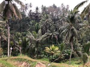 tanah super langka pinggir jalan utama cebok tegalalang Depan Q klub lokasi di Ubud, tersedia melalui melalui situs Olx