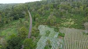 Dijual Kebun DATARCengkeh Dan Teh Di Jl. Raya Kiarapedes Wanayasa lokasi di Kiarapedes, tersedia melalui melalui situs Olx