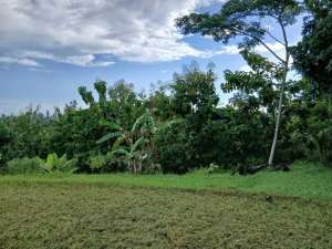 Jual Tanah SHM view sawah murah Berangbang negara Jembrana bali lokasi di Negara, tersedia melalui melalui situs Olx