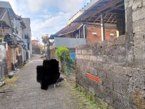 SALE TNH SGT MURAH DKT KWSN BISNIS AYANI UTARA DENPASAR lokasi di Denpasar Utara, tersedia melalui melalui situs Olx