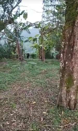 BUC Wanagiri. Mata Air. Kaw Villa. Tower Turyapada. Dkat Bedugul lokasi di Sukasada, tersedia melalui melalui situs Olx