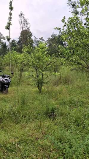 Di Jual Kebun Jeruk ProduktifPoncokusumo - Malang lokasi di Poncokusumo, tersedia melalui melalui situs Olx