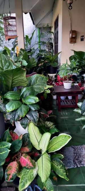 Dijual Rumah Tinggal 1 lantai di Denpasar Bali lokasi di Denpasar Utara, tersedia melalui melalui situs Olx