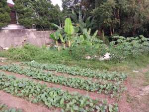 Dijual Tanah di Padaasih Cisarua Bandung Barat, Luas dan Strategis lokasi di Cisarua, tersedia melalui melalui situs Olx