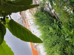 Disewakan tanah di pusat kota Surabaya lokasi di Tegalsari, tersedia melalui melalui situs Olx