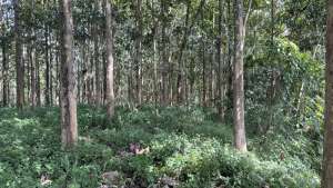 Jual kebun Jati 1200 pohon Di Cisaga Ciamis lokasi di Cisaga, tersedia melalui melalui situs Olx