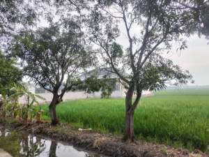 Jual Tanah Untuk Ruko - Gudang lokasi di Indramayu, tersedia melalui melalui situs Olx