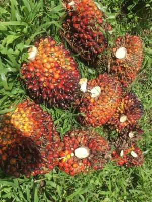 KEBUN SAWIT DI LABUHAN BATU UTARA 500 HA lokasi di Rantau Selatan, tersedia melalui melalui situs Olx