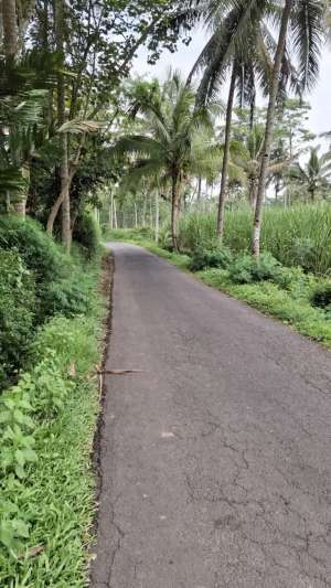 Kebun Tebu Murah Dekat Kota Malang lokasi di Poncokusumo, tersedia melalui melalui situs Olx