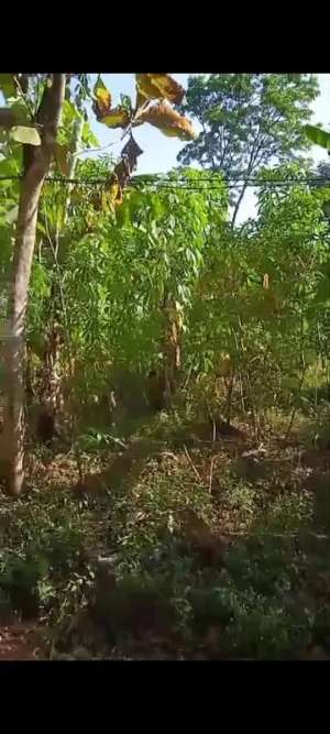 Lahan luas 2000 m2 harga 700 juta di Trawas, Mojokerto lokasi di Trawas, tersedia melalui melalui situs Olx