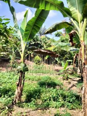 Dijual Sebidang Tanah lokasi di Tanjung Morawa, tersedia melalui melalui situs Olx