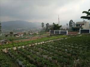 JUAL CEPAT TANAH MURAH CIWIDEY BANDUNG SELATAN lokasi di Ciwidey, tersedia melalui melalui situs Olx