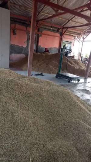 Jual Sawah Karawang Lt 8127 m2 lokasi di Tirtamulya, tersedia melalui melalui situs Olx