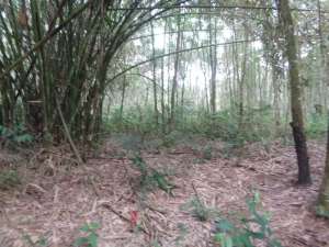 Lahan Besar 10.660 m 1,06 Ha, SHM, Talang KelapaHarga Super Mura lokasi di Alang-Alang Lebar, tersedia melalui melalui situs Olx