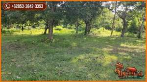 Potensial, Lahan Pinggir Jalan 195,5 are di Jembrana lokasi di Negara, tersedia melalui melalui situs Olx