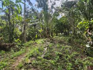 Tanah kebun bonus sumber mata air di Tabanan kontur terasering lokasi di Tabanan, tersedia melalui melalui situs Olx